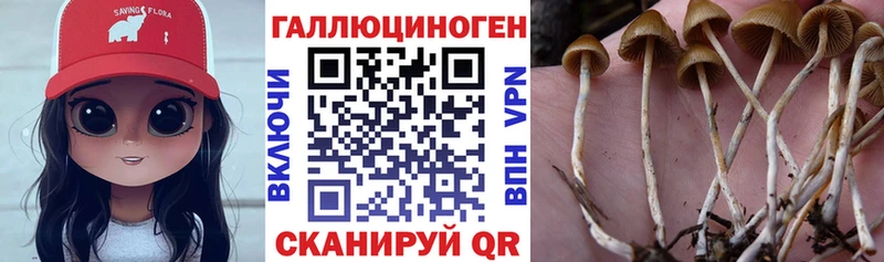 Псилоцибиновые грибы Psilocybe  закладки  Нолинск 